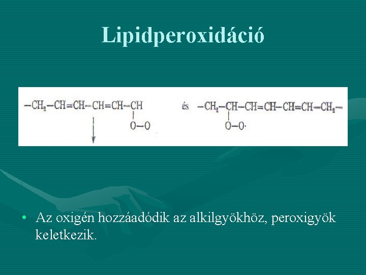 Lipidperoxidáció • Az oxigén hozzáadódik az alkilgyökhöz, peroxigyök keletkezik. 