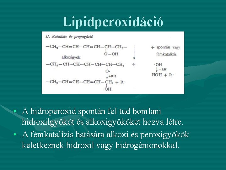 Lipidperoxidáció • A hidroperoxid spontán fel tud bomlani hidroxilgyököt és alkoxigyököket hozva létre. •