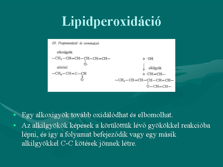 Lipidperoxidáció • Egy alkoxigyök tovább oxidálódhat és elbomolhat. • Az alkilgyökök képesek a körülöttük
