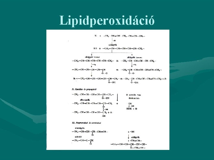 Lipidperoxidáció 