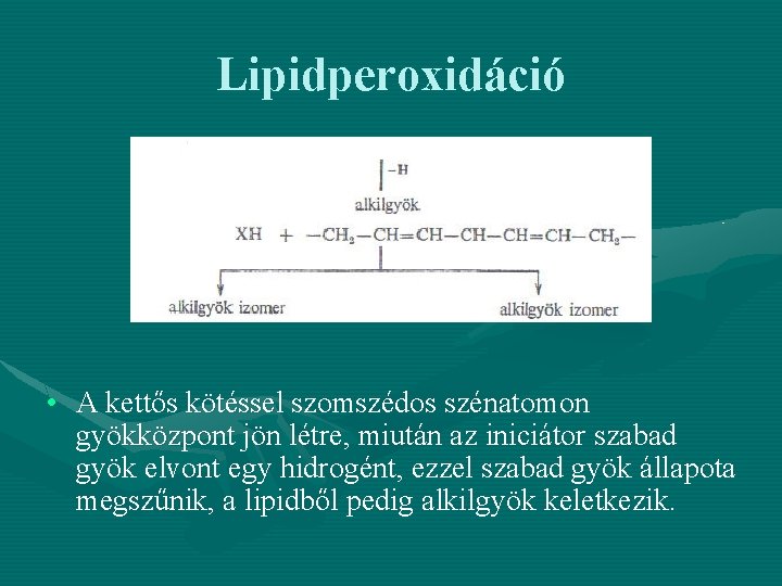 Lipidperoxidáció • A kettős kötéssel szomszédos szénatomon gyökközpont jön létre, miután az iniciátor szabad