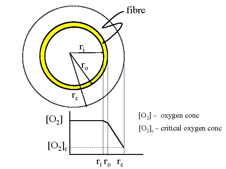 fibre ri ro rc [O 2] – oxygen conc [O 2]c – critical oxygen