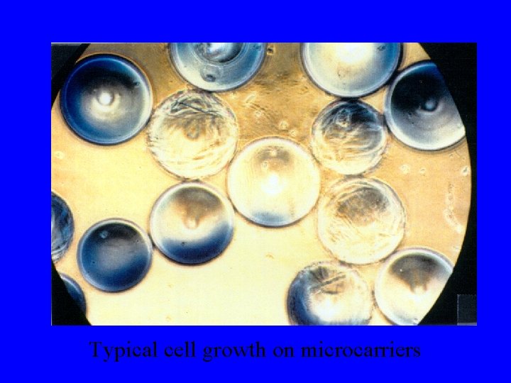 Typical cell growth on microcarriers 