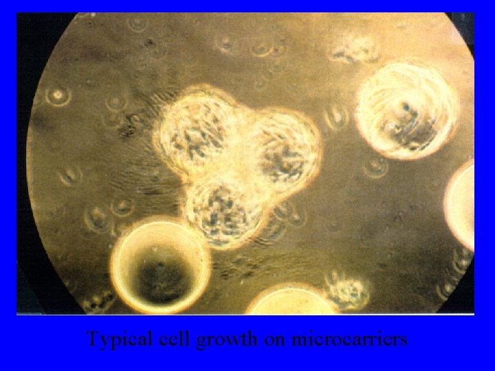 Typical cell growth on microcarriers 