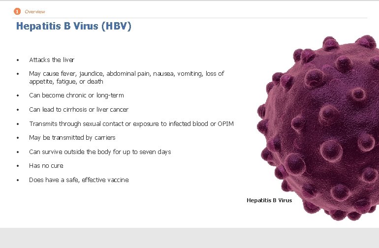1 Overview Hepatitis B Virus (HBV) • Attacks the liver • May cause fever,