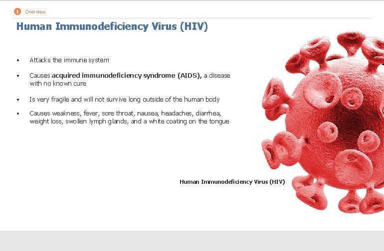 1 Overview Human Immunodeficiency Virus (HIV) • Attacks the immune system • Causes acquired