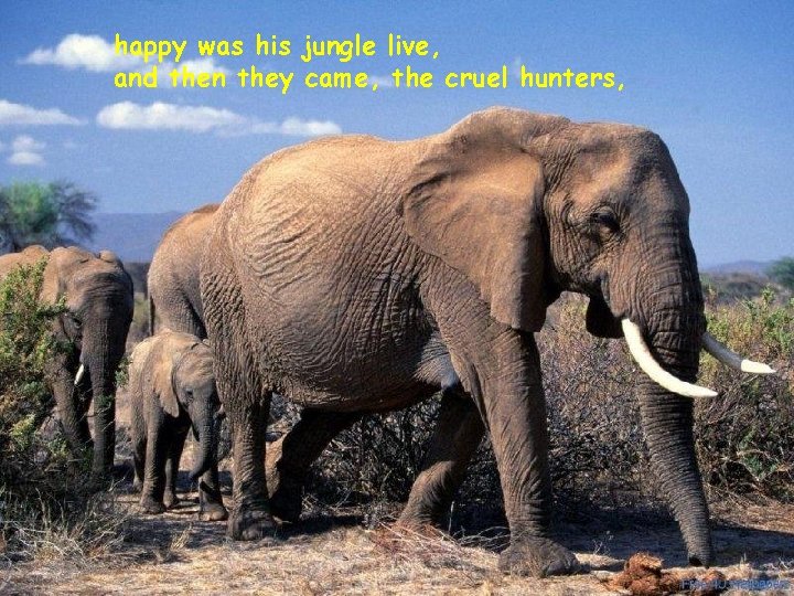 happy was his jungle live, and then they came, the cruel hunters, 10/21/2021 