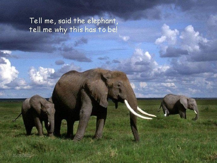 Tell me, said the elephant, tell me why this has to be! 10/21/2021 