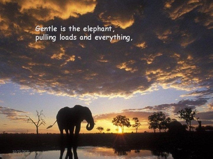 Gentle is the elephant, pulling loads and everything, 10/21/2021 