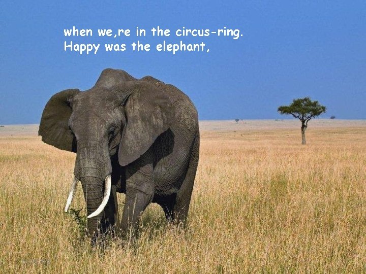 when we, re in the circus-ring. Happy was the elephant, 10/21/2021 