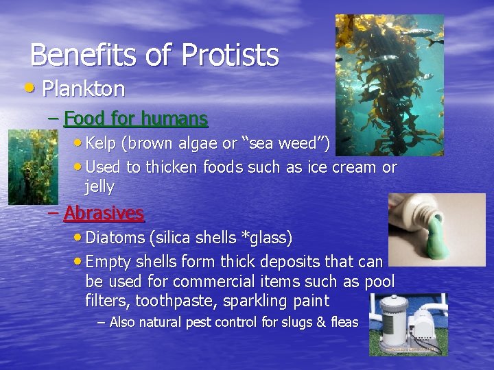 Benefits of Protists • Plankton – Food for humans • Kelp (brown algae or