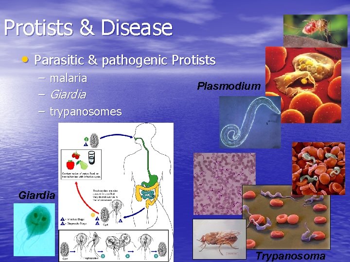Protists & Disease • Parasitic & pathogenic Protists – – – malaria Giardia Plasmodium