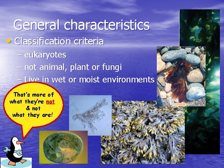 General characteristics • Classification criteria – eukaryotes – not animal, plant or fungi –