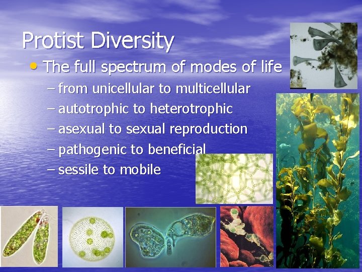 Protist Diversity • The full spectrum of modes of life – from unicellular to