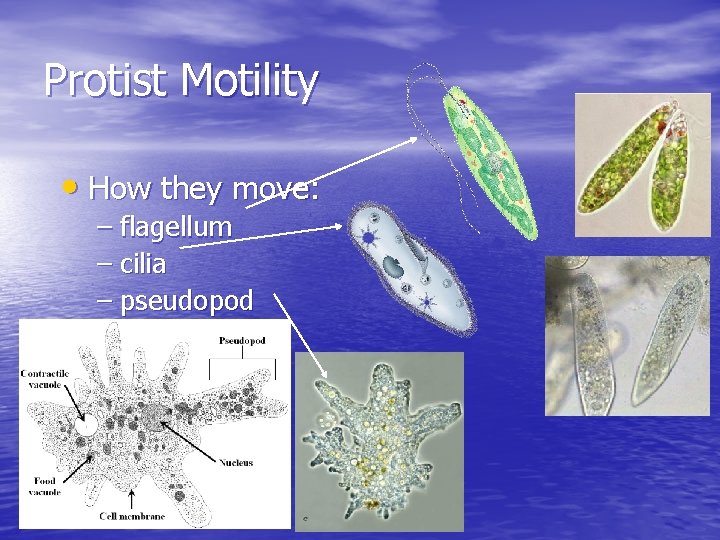 Protist Motility • How they move: – flagellum – cilia – pseudopod 