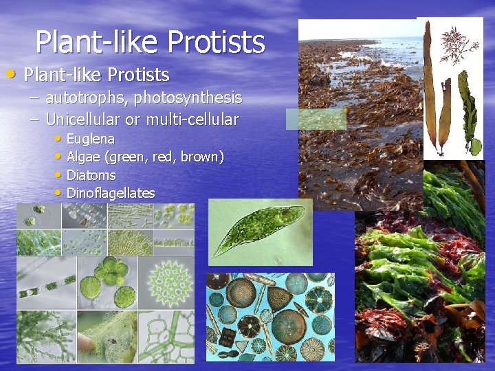 Plant-like Protists • Plant-like Protists – autotrophs, photosynthesis – Unicellular or multi-cellular • Euglena