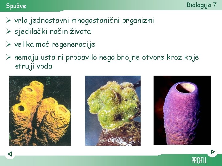 Spužve Biologija 7 Ø vrlo jednostavni mnogostanični organizmi Ø sjedilački način života Ø velika