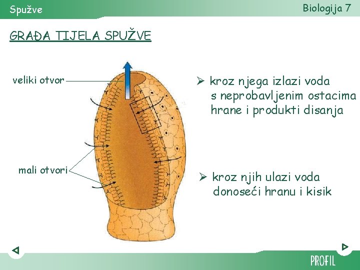 Spužve Biologija 7 GRAĐA TIJELA SPUŽVE veliki otvor mali otvori Ø kroz njega izlazi