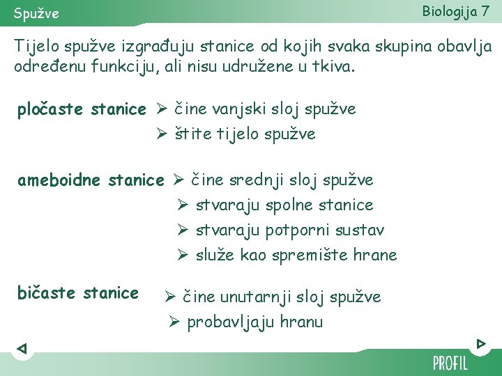 Biologija 7 Spužve Tijelo spužve izgrađuju stanice od kojih svaka skupina obavlja određenu funkciju,