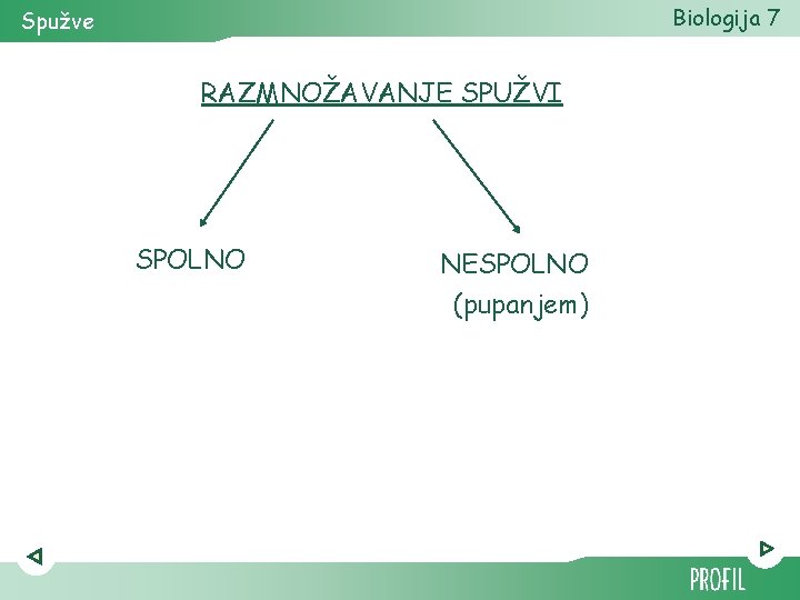 Biologija 7 Spužve RAZMNOŽAVANJE SPUŽVI SPOLNO NESPOLNO (pupanjem) 