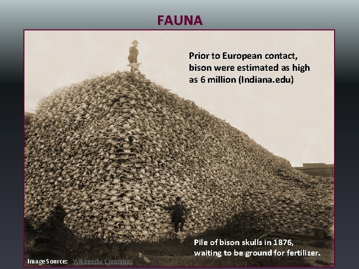 FAUNA Prior to European contact, bison were estimated as high as 6 million (Indiana.