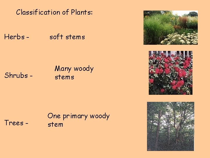 Classification of Plants: Herbs - Shrubs - Trees - soft stems Many woody stems