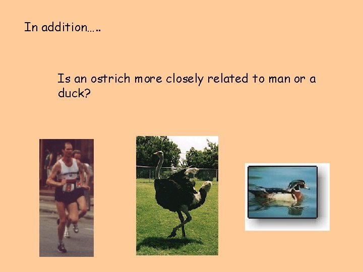 In addition…. . Is an ostrich more closely related to man or a duck?