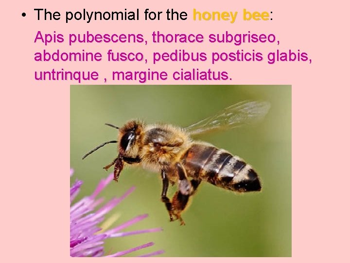  • The polynomial for the honey bee: bee Apis pubescens, thorace subgriseo, abdomine