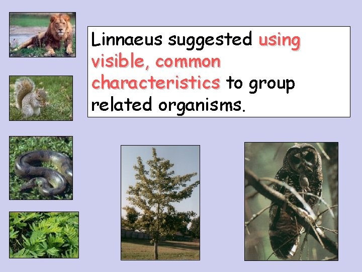 Linnaeus suggested using visible, common characteristics to group related organisms. 
