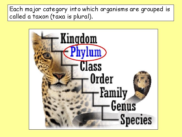 Each major category into which organisms are grouped is called a taxon (taxa is