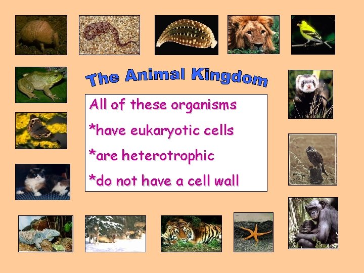 All of these organisms *have eukaryotic cells *are heterotrophic *do not have a cell