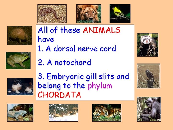 All of these ANIMALS have 1. A dorsal nerve cord 2. A notochord 3.