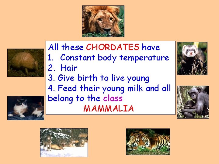 All these CHORDATES have 1. Constant body temperature 2. Hair 3. Give birth to
