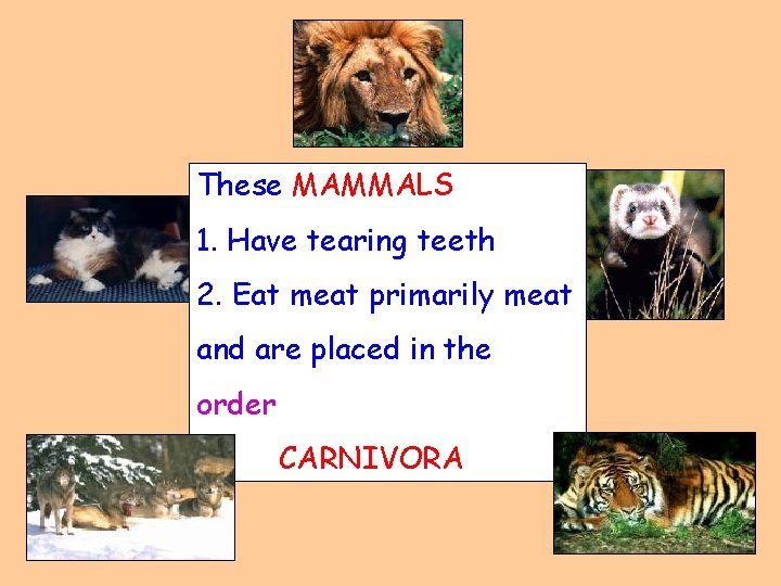 These MAMMALS 1. Have tearing teeth 2. Eat meat primarily meat and are placed