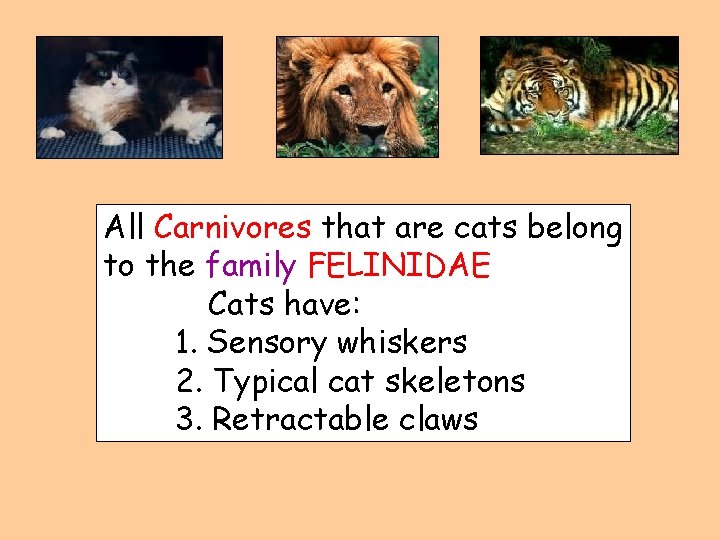 All Carnivores that are cats belong to the family FELINIDAE Cats have: 1. Sensory