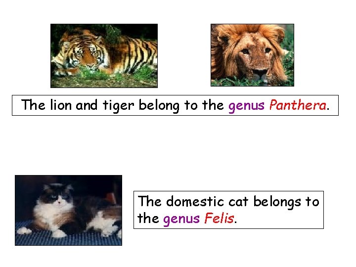 The lion and tiger belong to the genus Panthera. The domestic cat belongs to