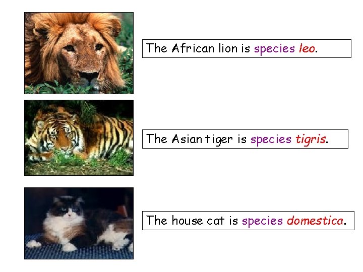 The African lion is species leo. The Asian tiger is species tigris. The house