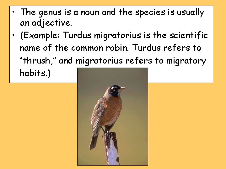  • The genus is a noun and the species is usually an adjective.