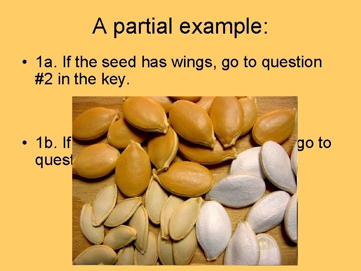 A partial example: • 1 a. If the seed has wings, go to question