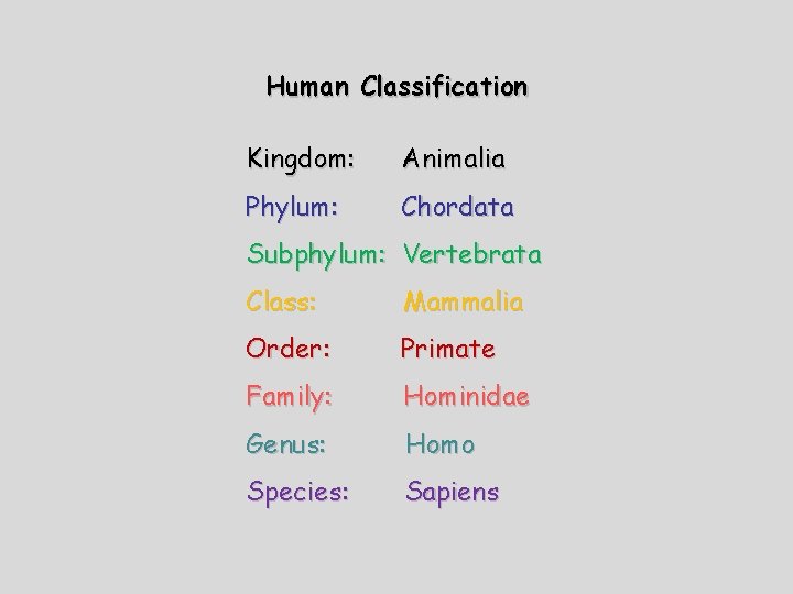 Human Classification Kingdom: Animalia Phylum: Chordata Subphylum: Vertebrata Class: Mammalia Order: Primate Family: Hominidae