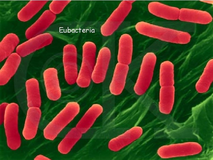 Kingdom Eubacteria • • • Eubacteria Unicellular prokaryotes Reproduce by binary fission Can adapt
