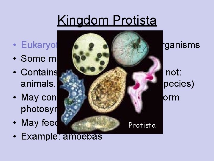 Kingdom Protista • Eukaryotic, Eukaryotic mostly single-celled organisms • Some multicellular • Contains all