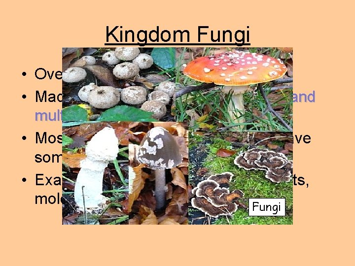 Kingdom Fungi • Over 100, 000 species • Made up of heterotrophic unicellular and