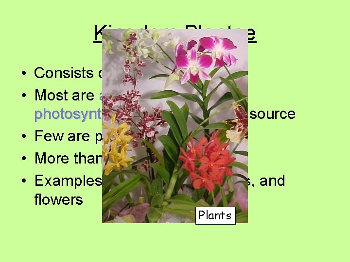 Kingdom Plantae • Consists of multicellular plants • Most are autotrophic and use photosynthesis