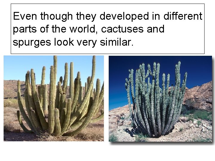 Even though they developed in different parts of the world, cactuses and spurges look