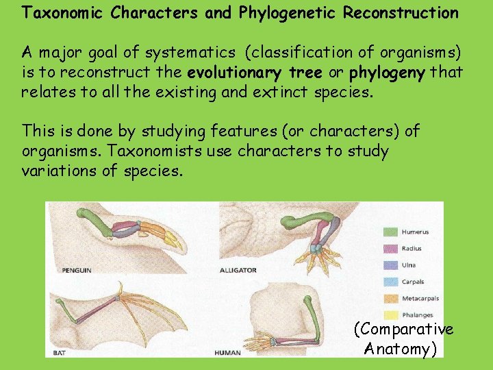 Taxonomic Characters and Phylogenetic Reconstruction A major goal of systematics (classification of organisms) is