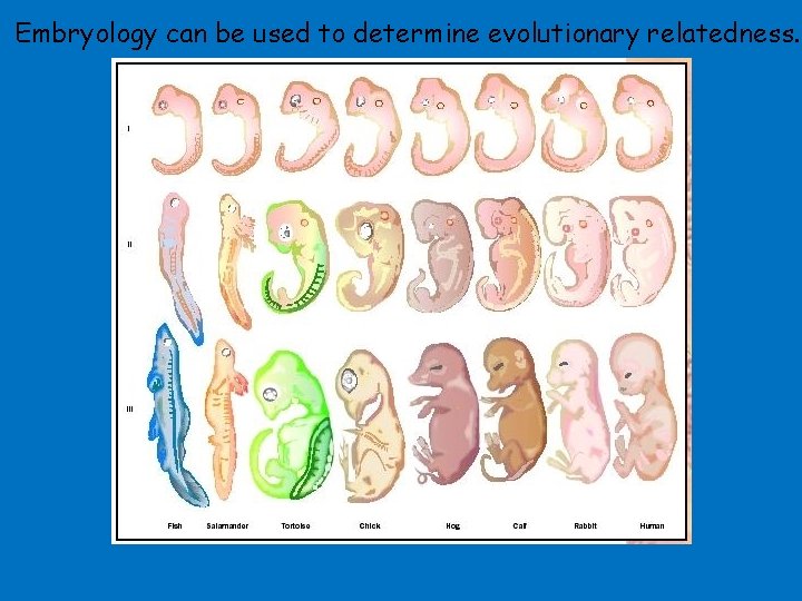 Embryology can be used to determine evolutionary relatedness. 