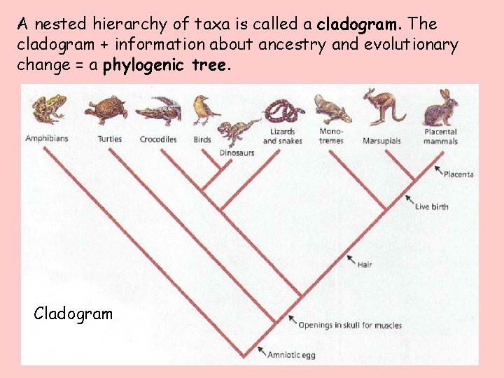 A nested hierarchy of taxa is called a cladogram. The cladogram + information about