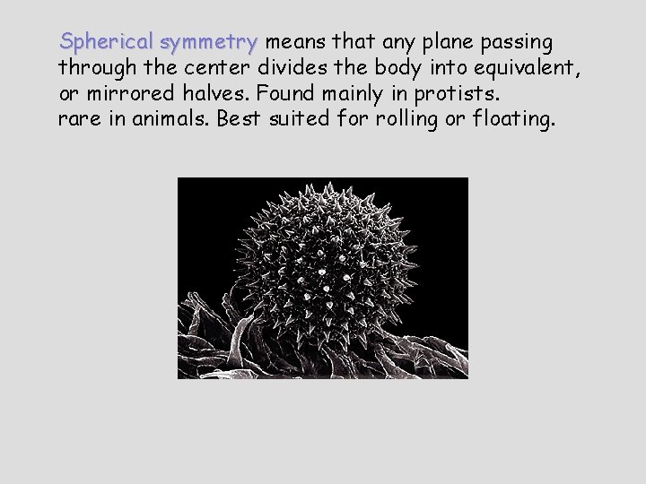 Spherical symmetry means that any plane passing through the center divides the body into