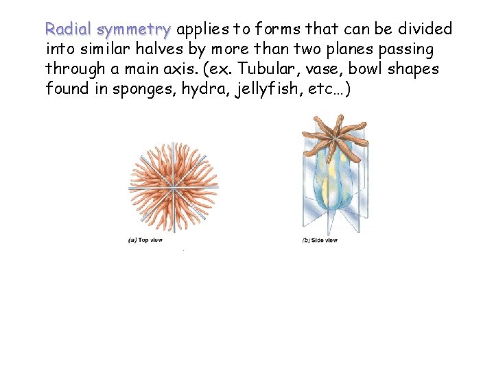 Radial symmetry applies to forms that can be divided into similar halves by more